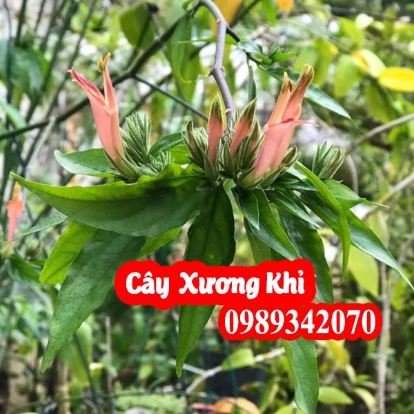 Mua Cây Xương Khỉ (Bìm Bịp) Ở Đâu Uy Tín? Công Dụng Cho Xương Khớp, Người có khối u & Bảng Giá Mới Nhất