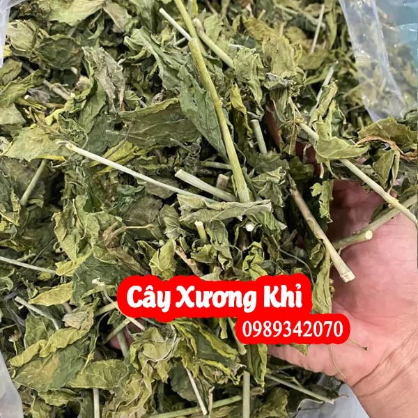 Mua Cây Xương Khỉ (Bìm Bịp) Ở Đâu Uy Tín? Công Dụng Cho Xương Khớp, Người có khối u & Bảng Giá Mới Nhất