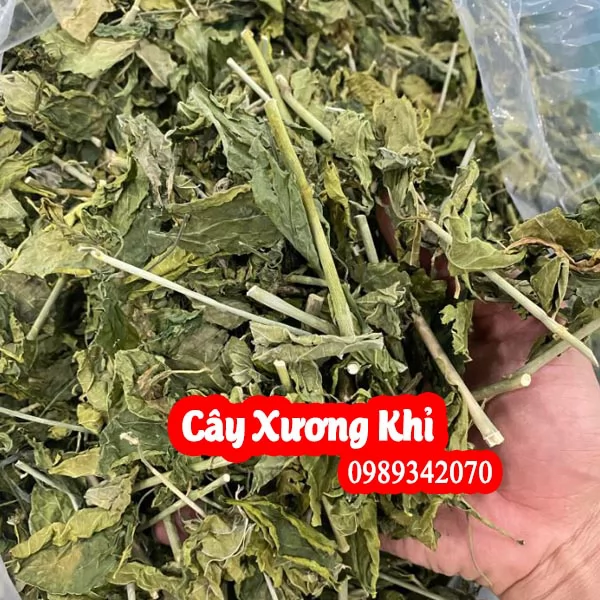 Mua Cây Xương Khỉ (Bìm Bịp) Ở Đâu Uy Tín? Công Dụng Cho Xương Khớp, Người có khối u & Bảng Giá Mới Nhất