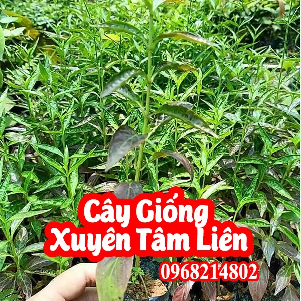Tác Dụng Của Xuyên Tâm Liên Và Cách Sử Dụng Đúng Chuẩn