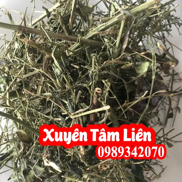 Tác Dụng Của Xuyên Tâm Liên Và Cách Sử Dụng Đúng Chuẩn