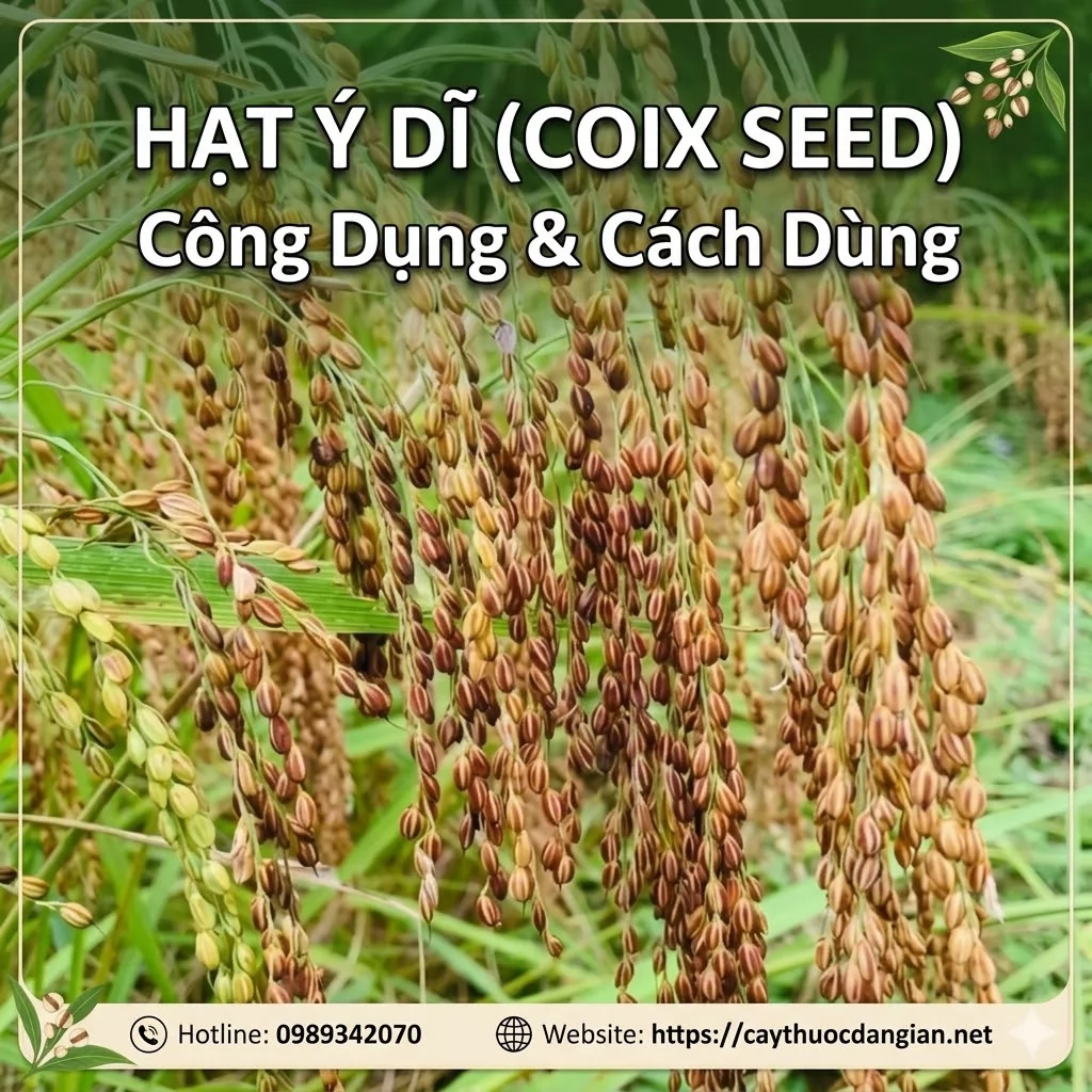 CÂY Ý DĨ – “Lúa mạch của người nghèo” và bài thuốc quý từ thiên nhiên