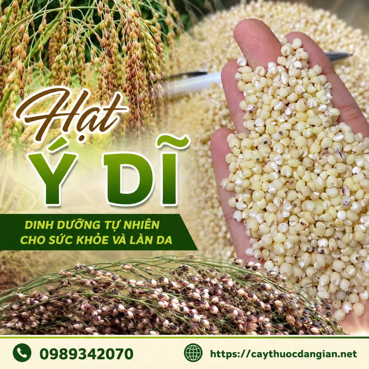 CÂY Ý DĨ – “Lúa mạch của người nghèo” và bài thuốc quý từ thiên nhiên