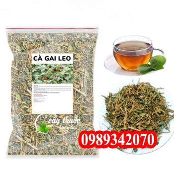 Cây Cà gai leo hỗ trợ điều trị bệnh viêm gan B