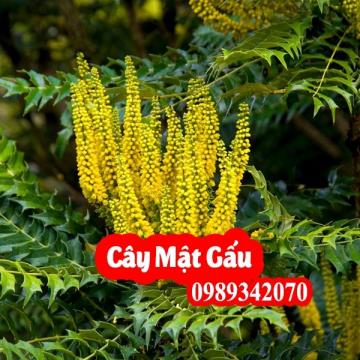 Cây mật gấu hỗ trợ điều trị vàng da, viêm gan, rối loạn tiêu hóa