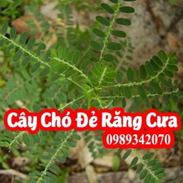 Diệp hạ châu – Chó đẻ răng cưa