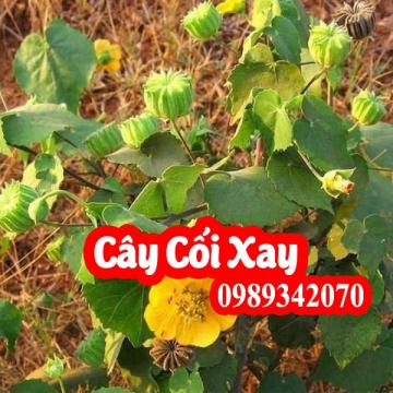 Cây cối xay tốt cho người bệnh xương khớp, bệnh trĩ, bí tiểu