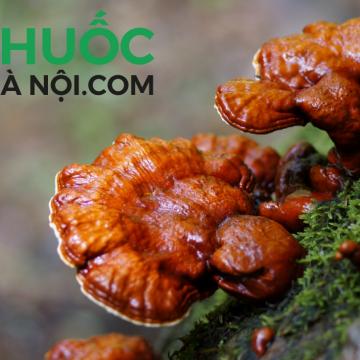 Nấm lim xanh tự nhiên 100%, không phải nấm trồng