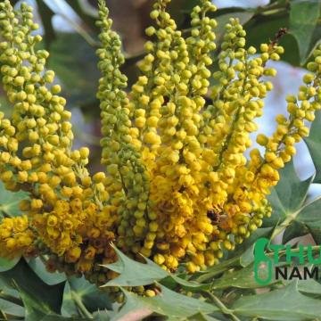 Hoàng liên ô rô, tên khác của cây mật gấu