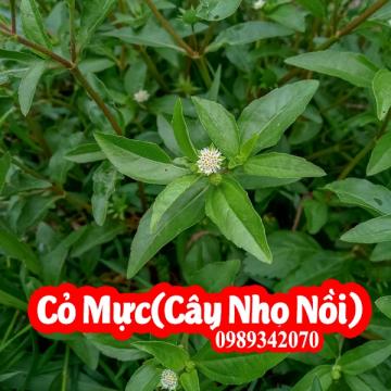 Cây nhọ nồi (cỏ mực) đa công dụng, điều trị vàng da do thận âm hư