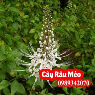 Cây râu mèo hỗ trợ điều trị bệnh Sỏi thận