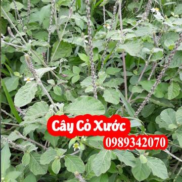 Cây cỏ xước điều trị sỏi thận