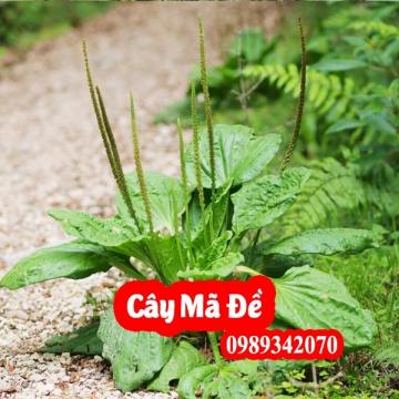 Cây mã đề (xa tiền thảo) tốt cho bệnh sỏi thận