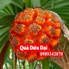 Công Dụng Của Quả Dứa Dại Và Hướng Dẫn Cách Dùng