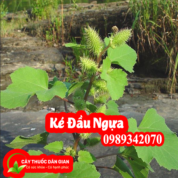 Ké đầu ngựa vị thuốc hỗ trợ điều trị Bướu cổ
