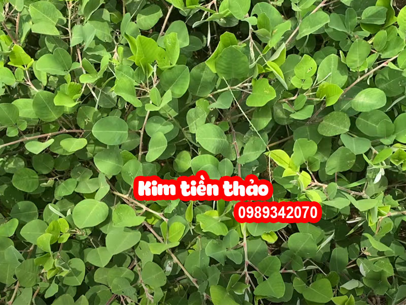 Kim tiền thảo – Vị hỗ trợ điều trị sỏi thận