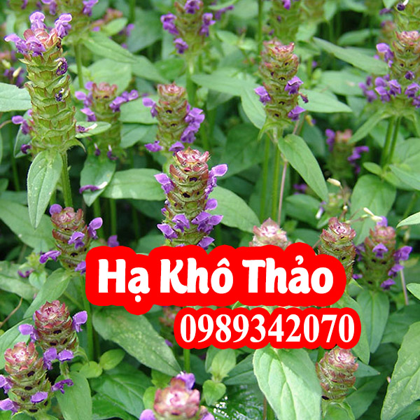 Hạ khô thảo điều trị lao hạch, bạch đới ở phụ nữ