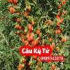 Tác Dụng Câu Kỷ Tử Và Mua Câu Kỷ Tử Ở Đâu Uy Tín Chất Lượng