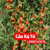 Tác Dụng Câu Kỷ Tử Và Mua Câu Kỷ Tử Ở Đâu Uy Tín Chất Lượng