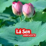 Lá sen khô giảm béo hiệu quả