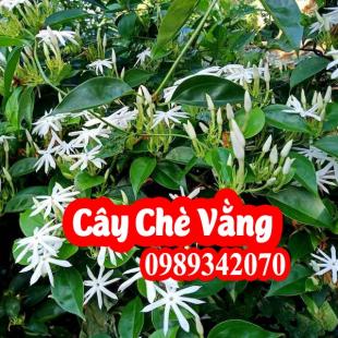 Chè vằng giúp lợi sữa, giảm béo hiệu quả ở phụ nữ sau sinh