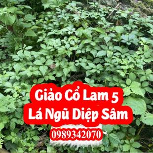 Giảo cổ lam Hòa Bình loại 5 lá “Ngũ diệp sâm”