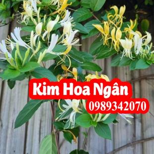 Kim ngân hoa hỗ trợ điều trị bệnh viêm xoang