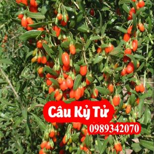 Tác Dụng Câu Kỷ Tử Và Mua Câu Kỷ Tử Ở Đâu Uy Tín Chất Lượng