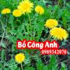 Bồ công anh Và Có Tác Dụng Gì