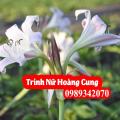 Cây trinh nữ hoàng cung hỗ trợ điều trị u xơ tử cung