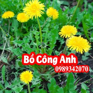 Bồ công anh với bệnh dạ dày, bệnh gan, Ung thư