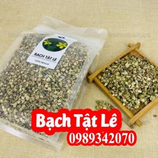 Mua Bạch Tật Lê Ơ Đâu Và Bao Nhiêu Tiền 1kg