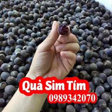 Quả sim tím bổ thận tráng dương, ngâm cực ngon