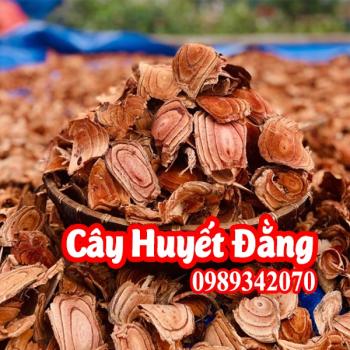 Cây Huyết Đằng - Vị Thuốc Quý Từ Thiên Nhiên