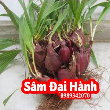 Sâm đại hành, tỏi đỏ vị thuốc bổ máu, điều trị viêm nhiễm