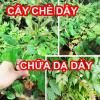 Tác dụng của cây trè dây là gì và hướng dân sử dụng cây chè dây