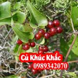 Tác Dụng Của Khúc Khắc(Củ Kim Cang) Là Gì Và Mua Ở Đâu