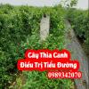 Cây Thìa Canh Có Tác Dụng Gì Và Mua Ở Đâu