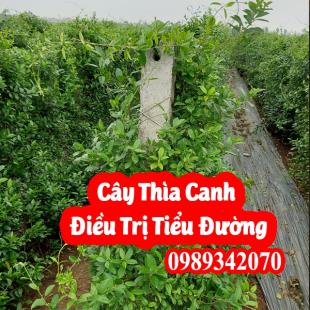 Dây thìa canh hỗ trợ điều trị bệnh tiểu đường (day thia canh)