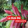 Đơn lá đỏ điều trị mẩn ngứa, tiêu hóa kém, viêm đại tràng (Don la do)