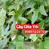 Công Dụng Của Cây Chìa Vôi Và Cách Sử Dụng Cây Chìa Vôi