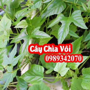 Cây chìa vôi, thuốc tốt cho người thoát vị đĩa đệm