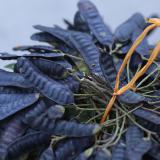 Gai bồ kết hỗ trợ điều trị ho, táo bón, xưng vú, kiết lỵ rất hiệu quả