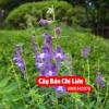 Tác Dụng Của Bán Chi Liên Và Cách Sử Dụng Như Thế Nào