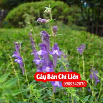 Bán chi liên thuốc quý hỗ trợ điều trị ung thư giai đoạn cuối