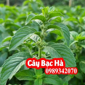 Tác dụng của cây bạc hà - Mua cây bạc hà ở đâu