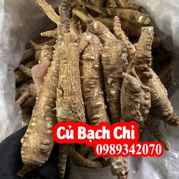 cây bạch chỉ có tác dụng gì - Mua cây bạch chỉ ở đâu