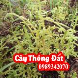 Cây thông đất Hỗ trợ điều trị bệnh Alzheimer, phục hồi trí nhớ, sa sút trí tuệ
