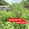 Công Dụng Cây An Xoa Hoa Tím Và Mua Ở Đâu Tốt