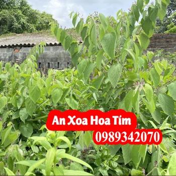 Cây an xoa hỗ trợ điều trị Ung thư gan, xơ gan